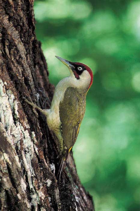  Image name: picchio verde3.jpg 
 width: 466 pixel 
 height: 700 pixel 
 Size: 41678 bytes 
 Click to enlarge 